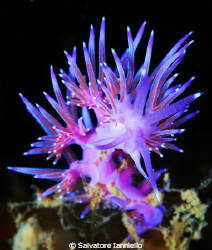 Flabellina by Salvatore Ianniello 